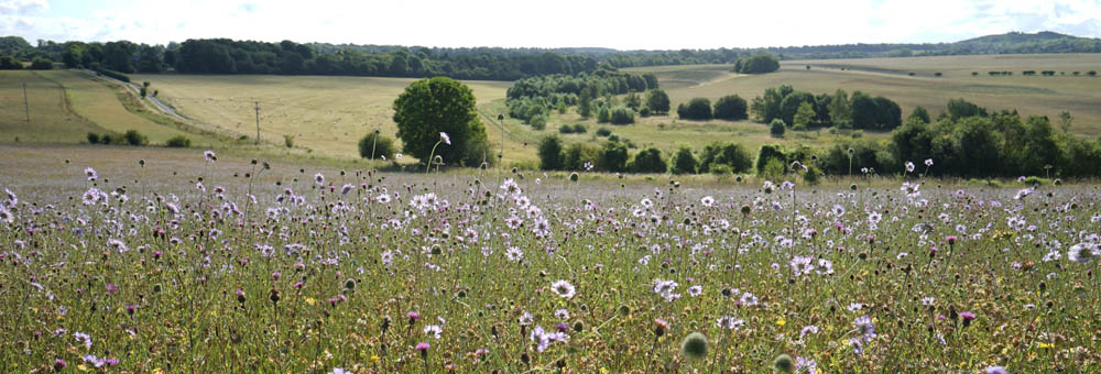 Newton Toney Wiltshire village image